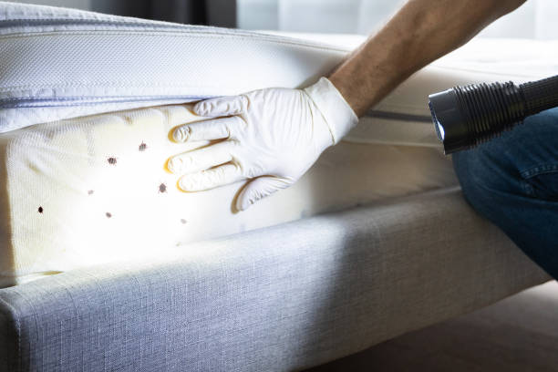 Best Local Pest Control Services  in Wolfe City, TX